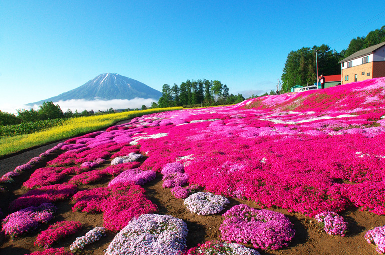 A világ 10 legszebb virágszőnyege - csodás fotók