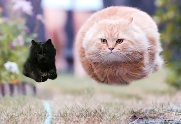 Photoshop-háborút robbantott ki a rögbi meccsen feltűnő macska