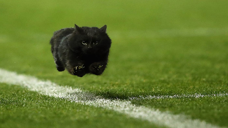Photoshop-háborút robbantott ki a rögbi meccsen feltűnő macska