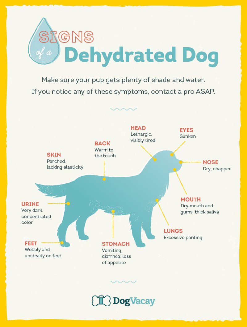 10 jel, amiből megállapíthatod, ha kutyád dehidratált
