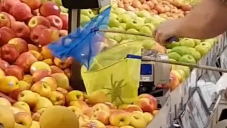 Tarantula hozta a frászt a vásárlókra egy szupermarketben