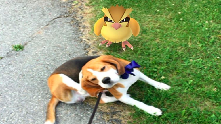 10 kutya, aki nem már akar több Pokémont elkapni - fotók