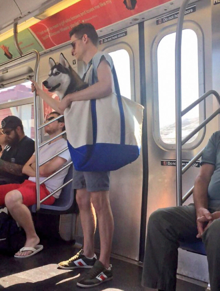 Így utaznak a kutyák a New York-i metrón