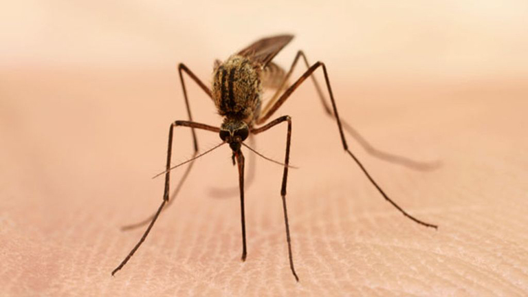 Egy új kutatás szerint ezek az emberek vonzák leginkább a szúnyogokat