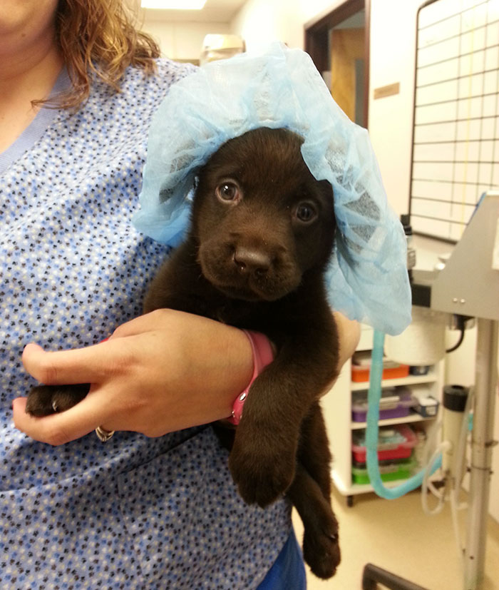 Állatorvos mentette meg az eutanáziától az imádni való, csokibarna kiskutyát