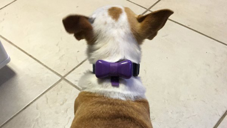 A kutyád is formába lendülhet saját mobilos fitnesz-applikációjával