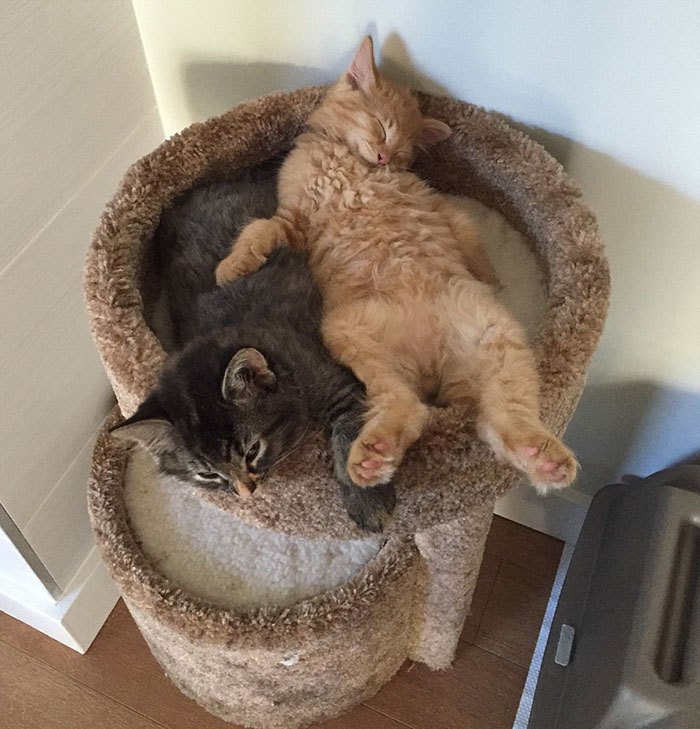 Ha törik, ha szakad, ez a két macska együtt alszik - cuki fotók