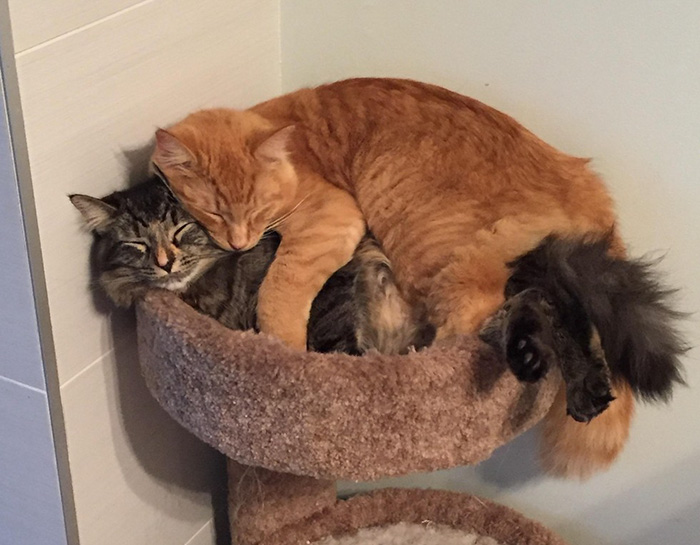 Ha törik, ha szakad, ez a két macska együtt alszik - cuki fotók