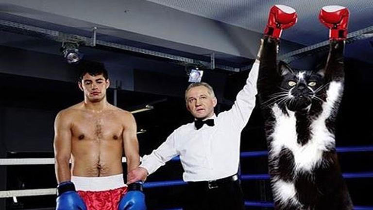 A feltartott kezű macska annyira vicces, hogy muszáj volt kitörnie a Photoshop-háborúnak