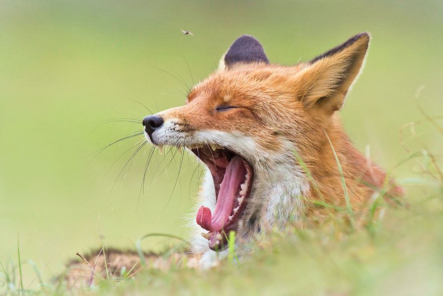 Elviselhetetlenül tüneményesek ezek a rókák - cuki fotók