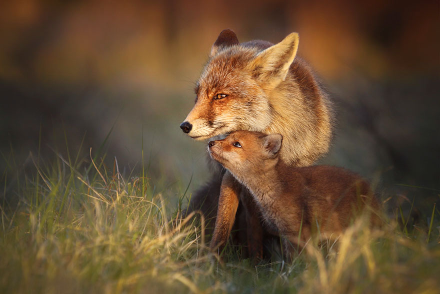 Elviselhetetlenül tüneményesek ezek a rókák - cuki fotók