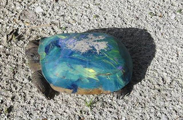 Színesre festik a teknősöket a 