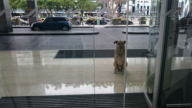 Örökbefogadta a kutyát, aki nem volt hajlandó elmozdulni hotelje elől