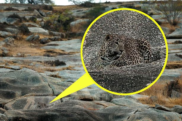 Újabb őrjítő képrejtvény: te megtalálod a leopárdot a fotón?
