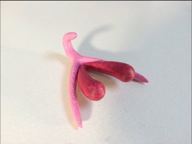 3D klitorisz segítségével zajlik a felvilágosítás az iskolákban