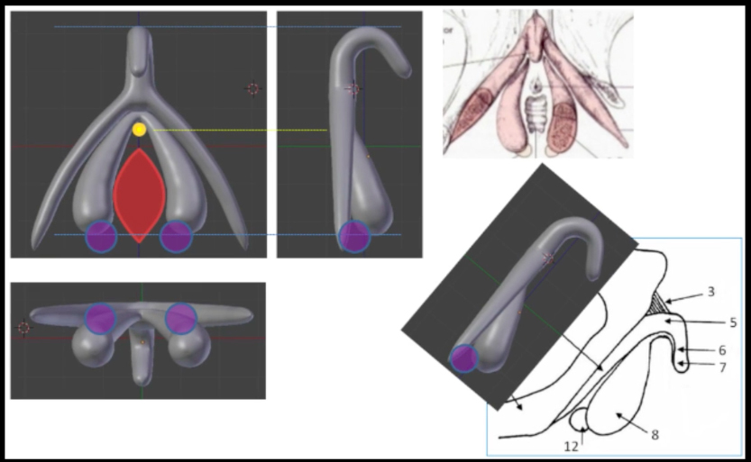 3D klitorisz segítségével zajlik a felvilágosítás az iskolákban