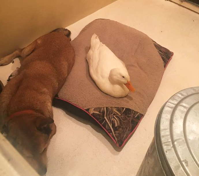 Egy kacsa mentette meg a gyászoló kutya életét 
