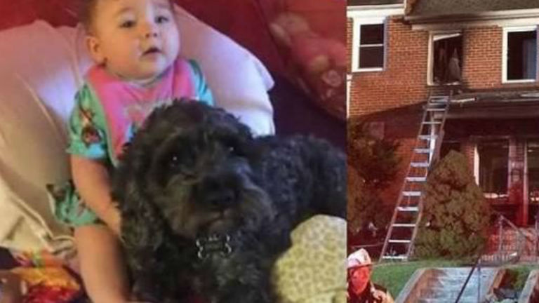 8 hónapos babát mentett meg a tűztől a hős kutya
