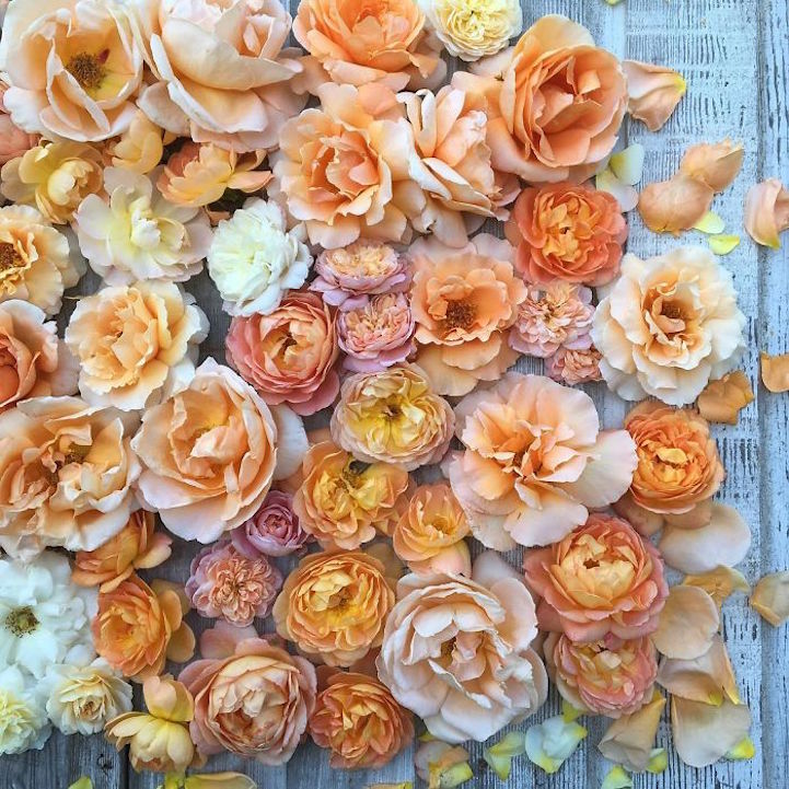 Ilyen életről álmodtál egész életedben - csodás képek egy virágkötő Instagramjáról