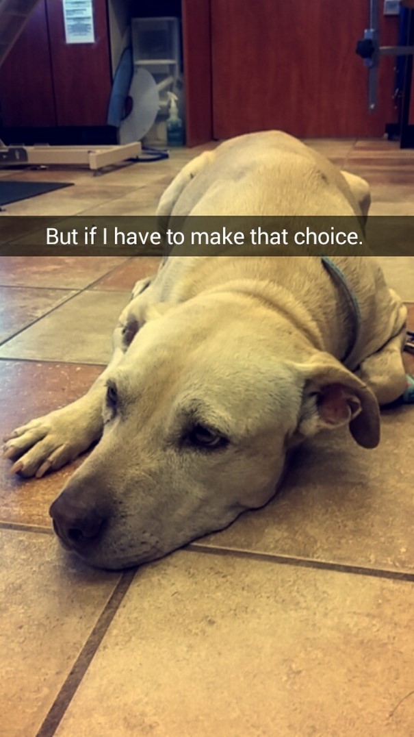 Megható: Snapchaten közvetítte kutyája utolsó napjait