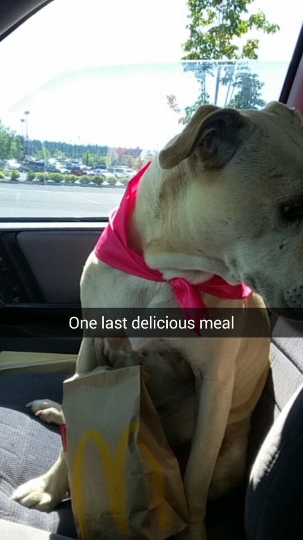 Megható: Snapchaten közvetítte kutyája utolsó napjait