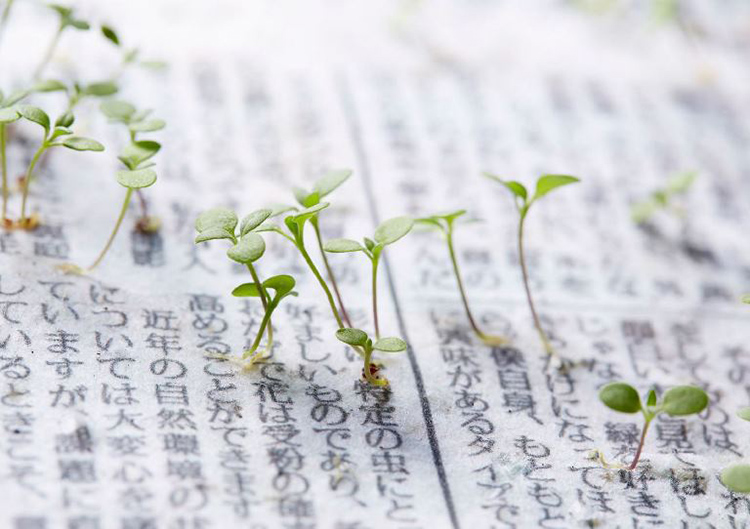 A környezetbarát újságpapír gyönyörű növényként születik újjá