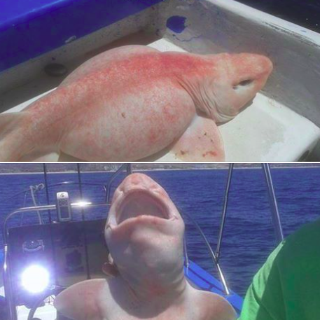 Hátborzongatóan fura halat fogtak ki - fotók