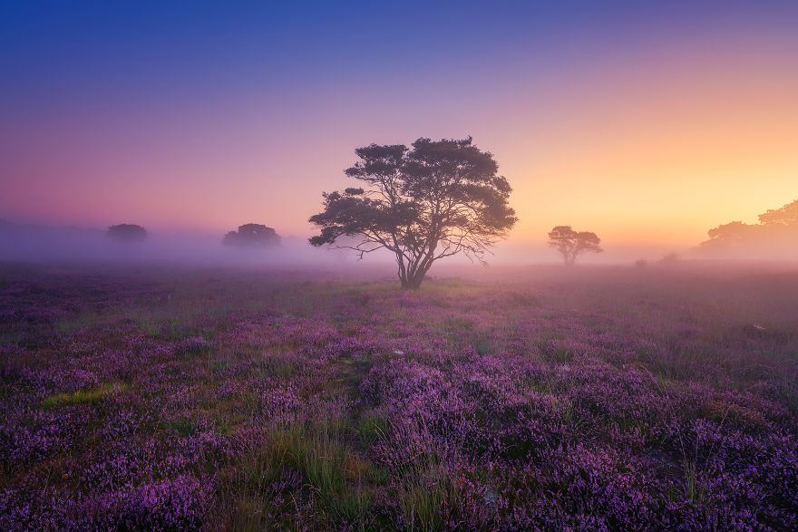 Csodálatos útifotók: Hollandia lila ködben