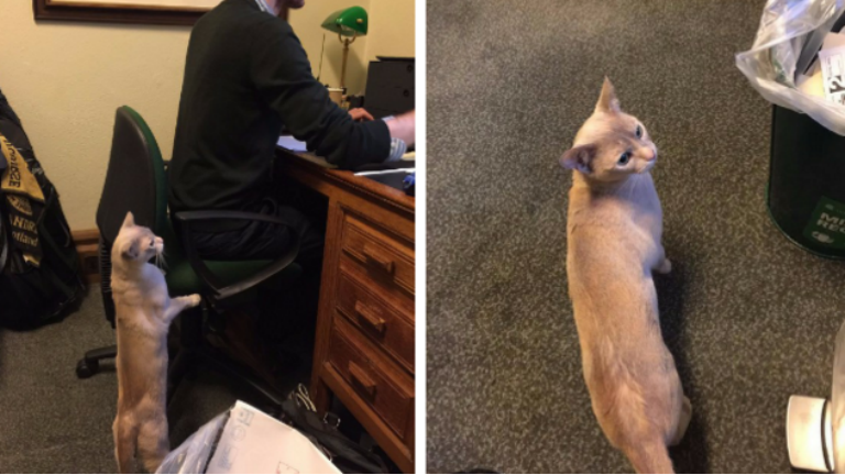 Elözönlötték az egerek a minisztériumot – saját macskáját vitte az irodába