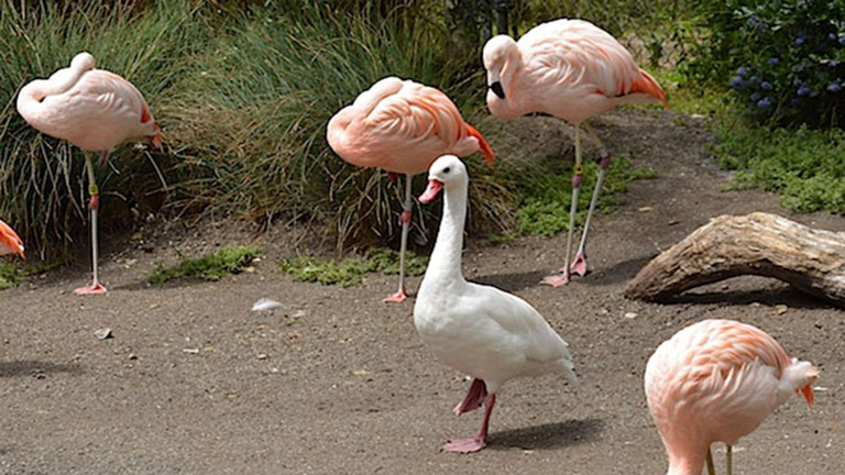 8 kacsa, aki flamingónak képzeli magát - vicces fotók