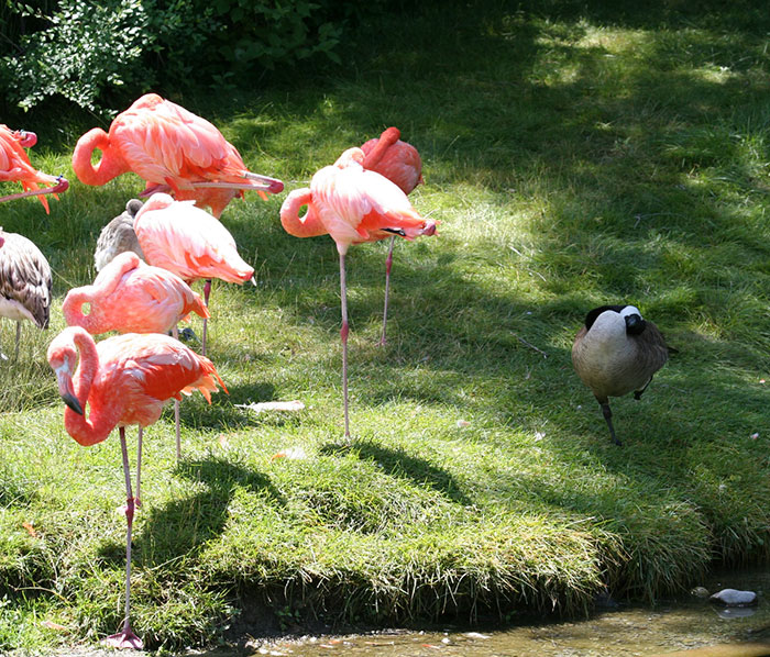 8 kacsa, aki flamingónak képzeli magát - vicces fotók