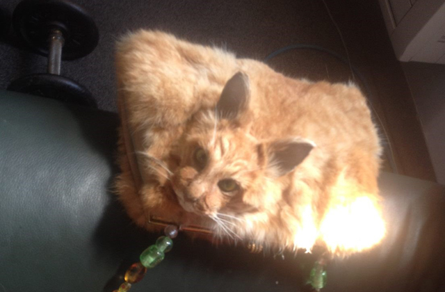 385 ezerért árulják a döglött macskából készült táskát - fotókl
