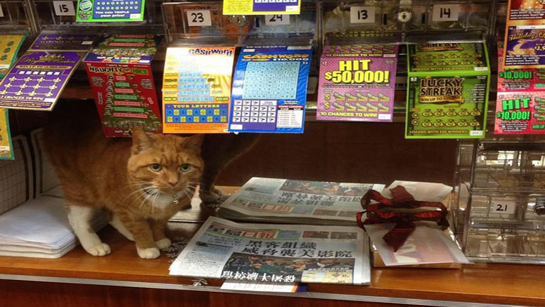 Kilenc éve dolgozik kisboltban a macska