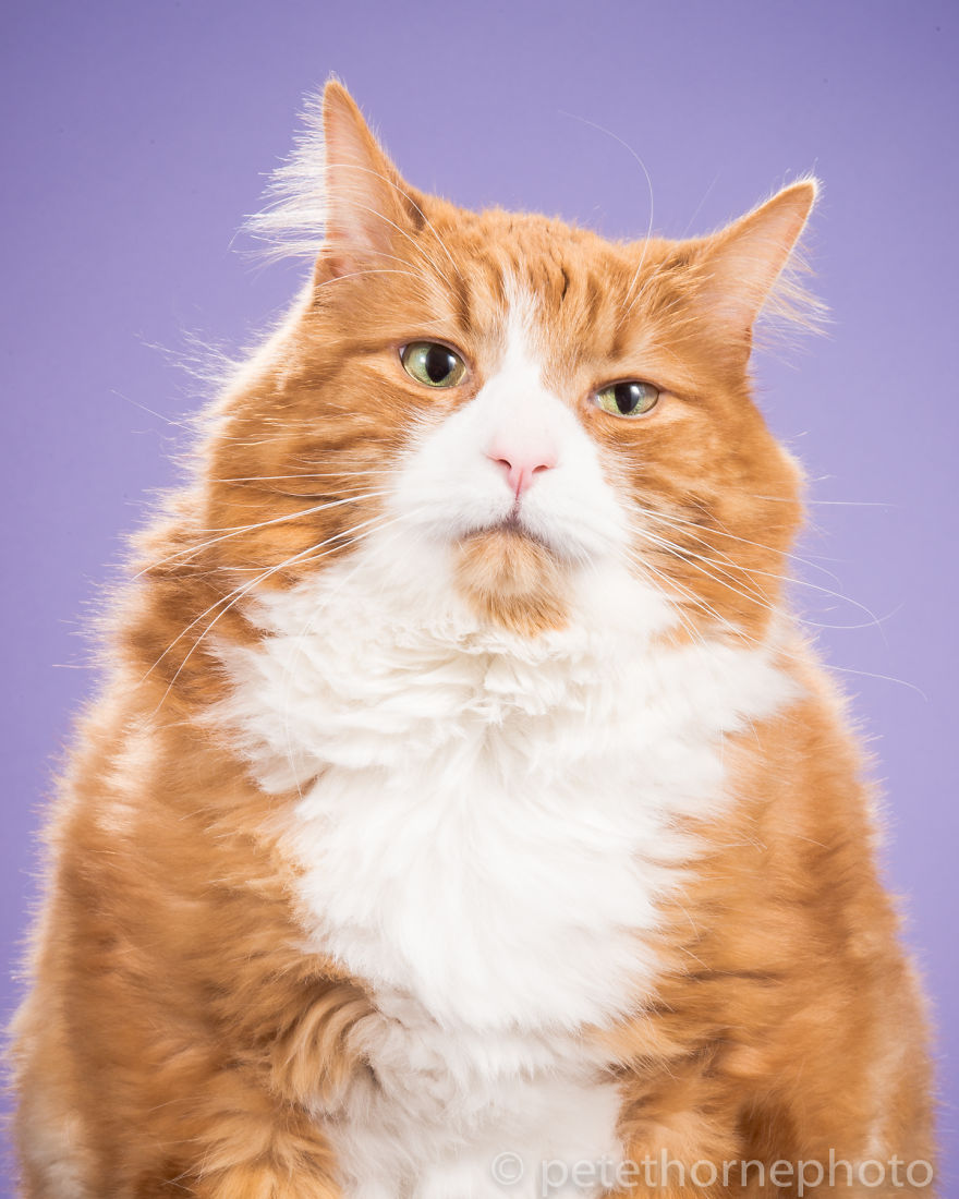 Hello hétfő: kövér macskák minden mennyiségben