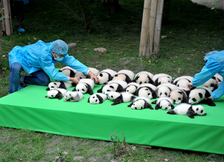 Rendkívül fontos, hogy a pandabébiket méret szerint kell sorba rendezni!