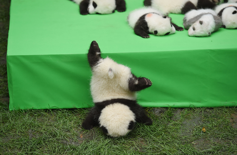 A nagyvilág veszélyes egy ifjú panda számára
