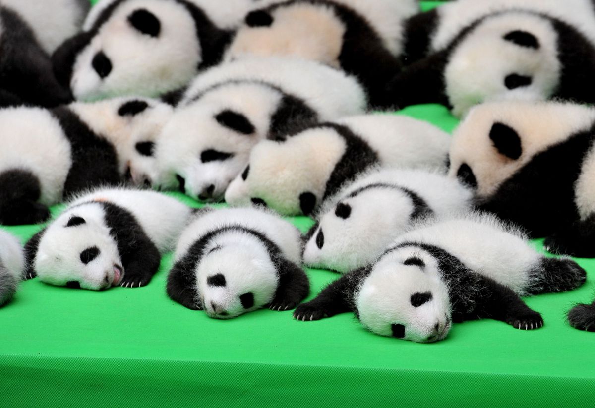 Végre péntek, ünnepelj egy rakás zabálnivaló pandabébivel!