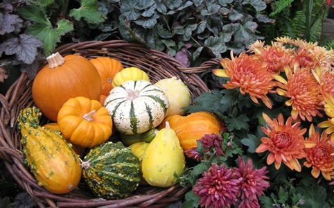 Ha a teraszodat is szeretnéd őszi dekorba borítani, akkor fogj pár dísztököt és rakd egy fonott kosárba.