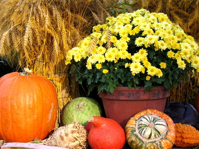Az ősz virága, a krizantém mellé is tehetsz pár dísztököt, így teljessé válik a dekorációd.
