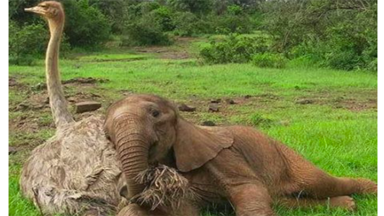 Struccal bújik össze a kiselefánt - cuki fotók