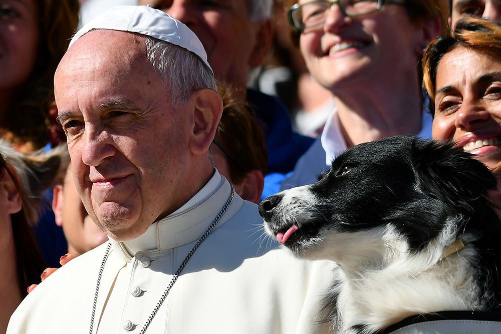 Cuki kutya hekkelte meg a pápa fotóját