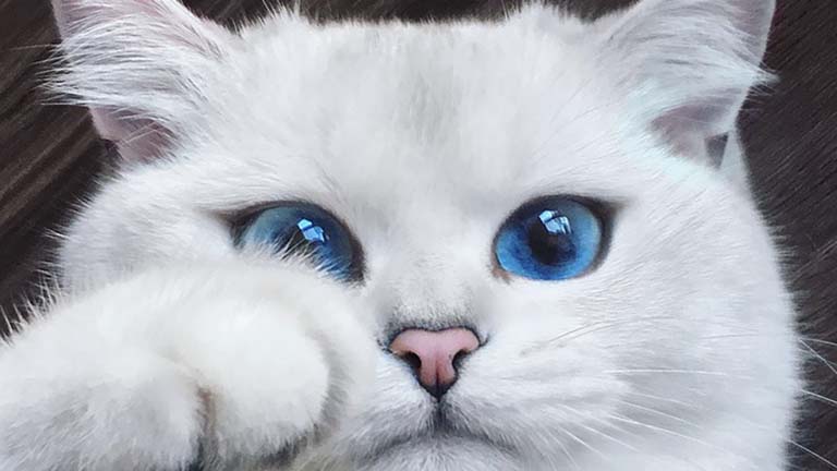 Ők a világ leggyönyörűbb macskái - fotók