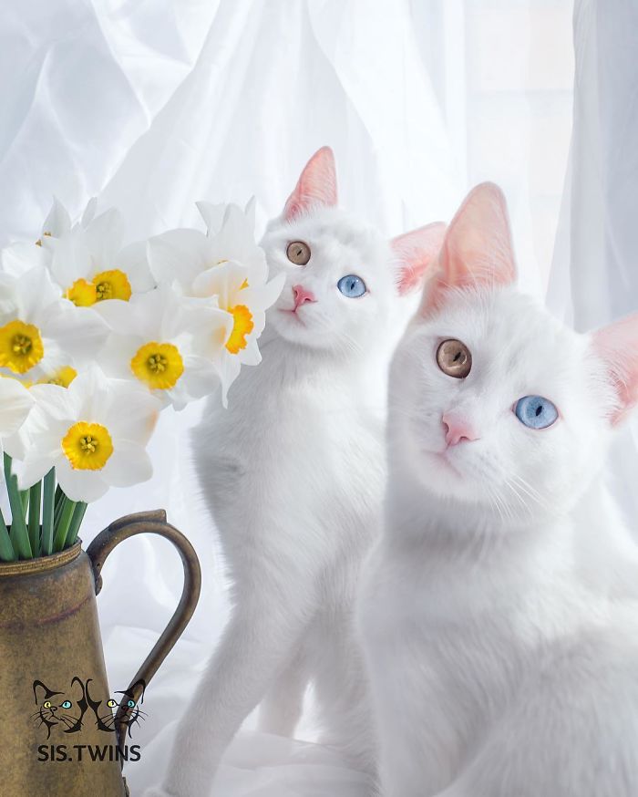 Ők a világ leggyönyörűbb macskái - fotók