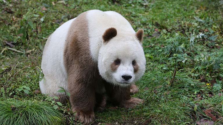 Ő itt a világ egyetlen barna pandája!