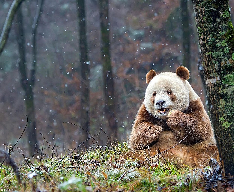 Ő itt a világ egyetlen barna pandája!