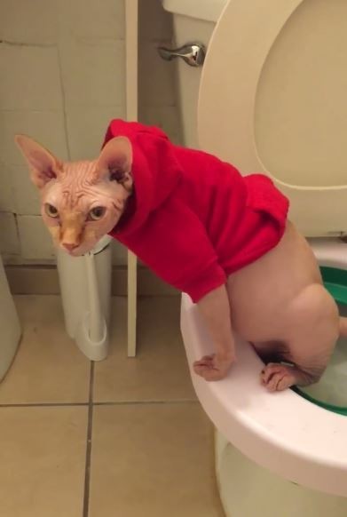 Inkább használja a vécét ez a macska, csak hogy elkerülje a macskaalmot