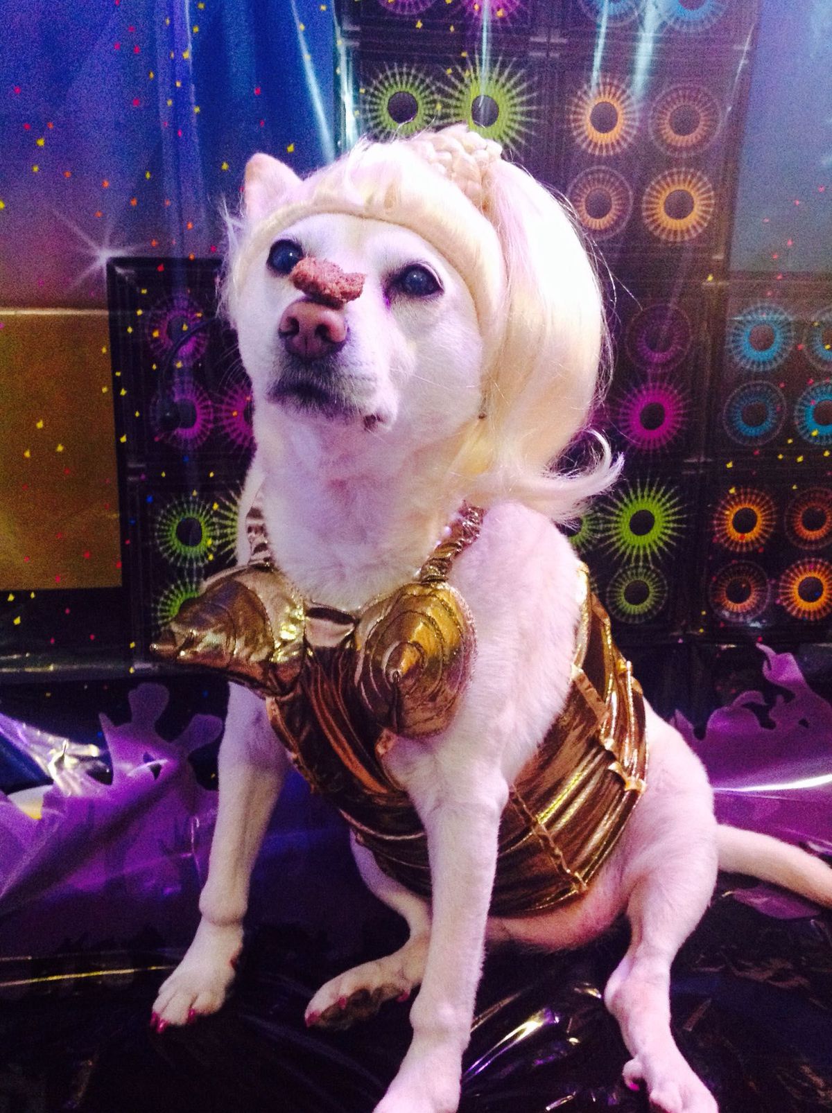 A Madonnának öltözött kutyánál nem látsz jobbat idén Halloweenkor