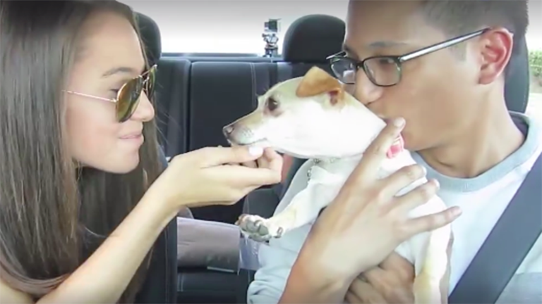 Menhelyi kutyákkal lepte meg utasait az Uber sofőr - cuki videó