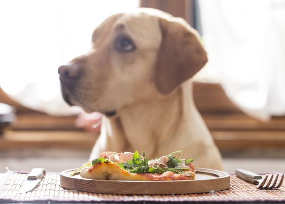 Ezeket az ételeket nyugodtan megoszthatod a kutyusoddal
