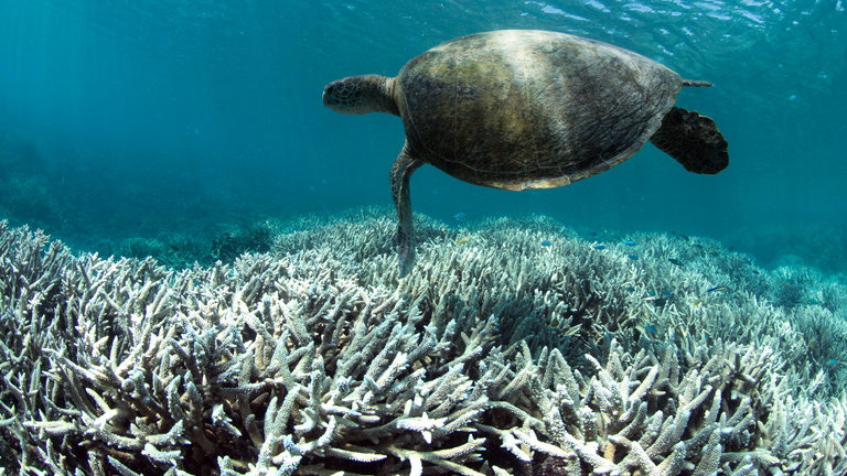 Döbbenetes pusztulás a Nagy-korallzátonynál